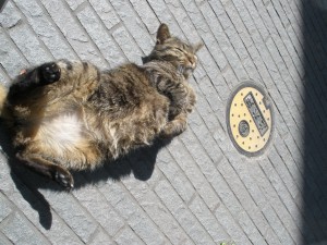 OLYMPUS DIGITAL CAMERA